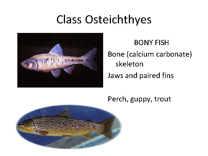 Class Osteichthyes BONY FISH Bone (calcium carbonate) skeleton Jaws and paired fins Perch, guppy,