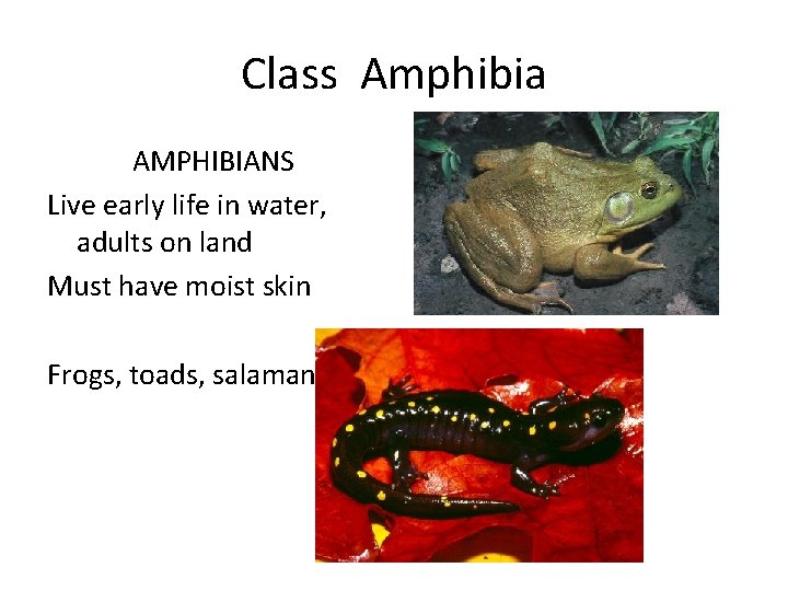 Class Amphibia AMPHIBIANS Live early life in water, adults on land Must have moist