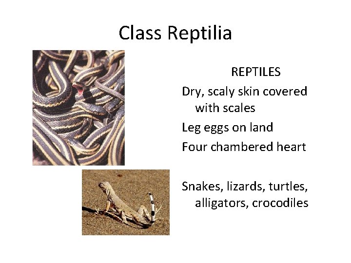 Class Reptilia REPTILES Dry, scaly skin covered with scales Leg eggs on land Four