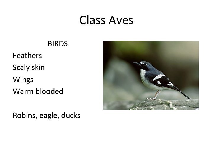Class Aves BIRDS Feathers Scaly skin Wings Warm blooded Robins, eagle, ducks 