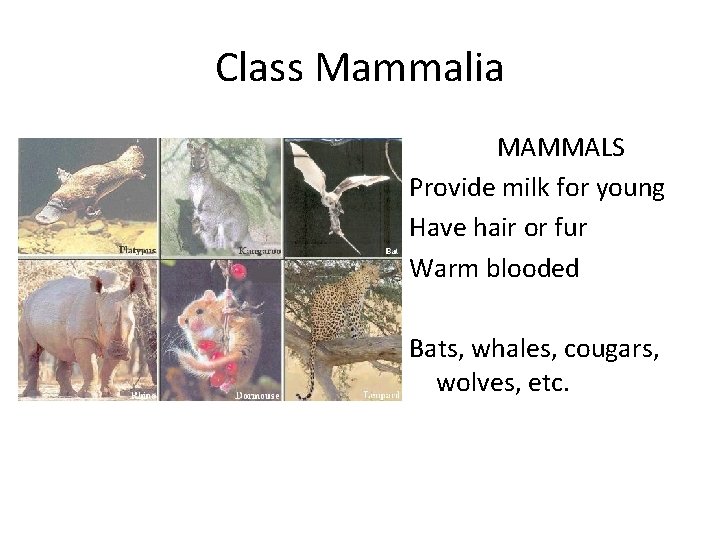 Class Mammalia MAMMALS Provide milk for young Have hair or fur Warm blooded Bats,