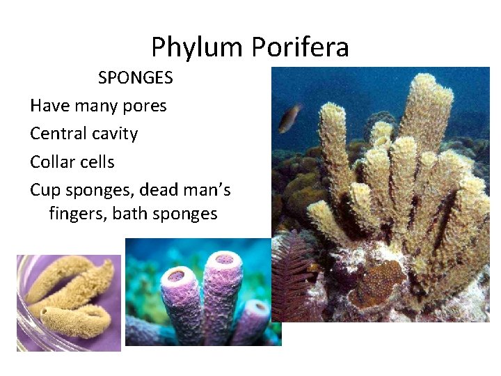 Phylum Porifera SPONGES Have many pores Central cavity Collar cells Cup sponges, dead man’s