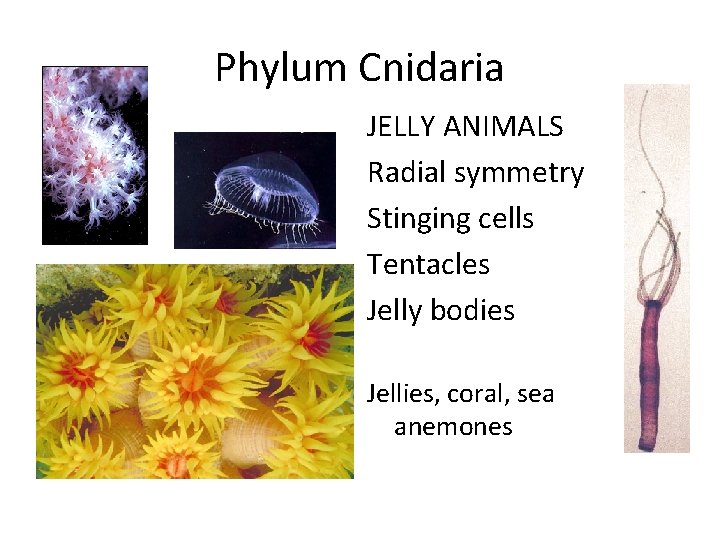 Phylum Cnidaria JELLY ANIMALS Radial symmetry Stinging cells Tentacles Jelly bodies Jellies, coral, sea