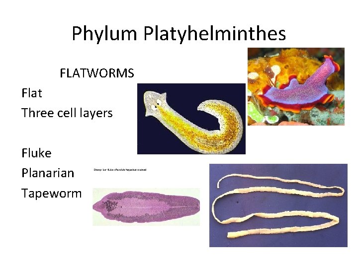 Phylum Platyhelminthes FLATWORMS Flat Three cell layers Fluke Planarian Tapeworm 