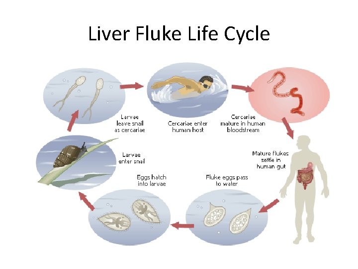 Liver Fluke Life Cycle 