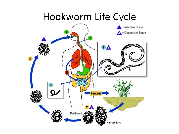 Hookworm Life Cycle 