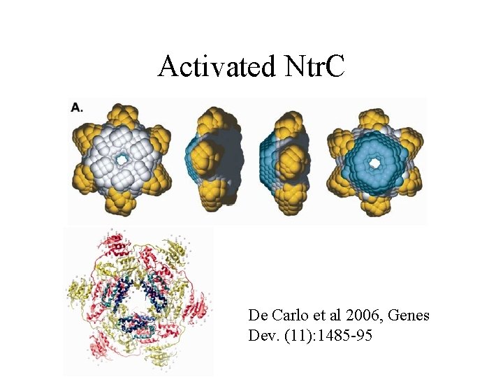 Activated Ntr. C De Carlo et al 2006, Genes Dev. (11): 1485 -95 