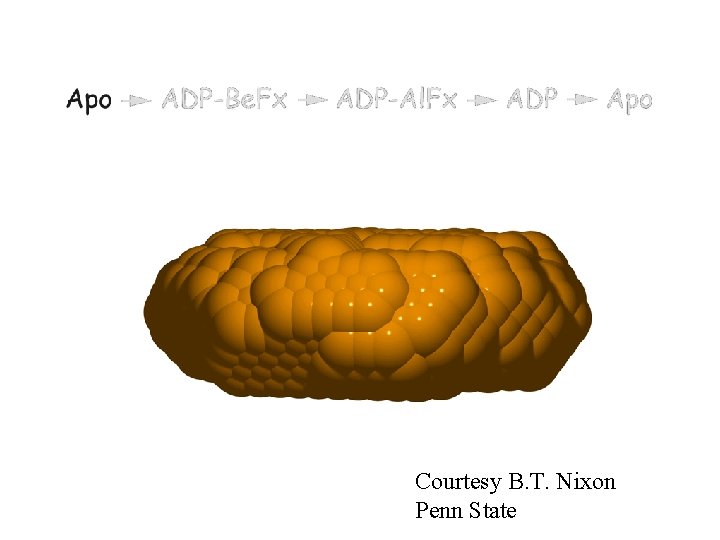 Ntr. C in various nucleotide states Courtesy B. T. Nixon Penn State 