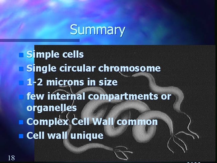 Summary Simple cells n Single circular chromosome n 1 -2 microns in size n