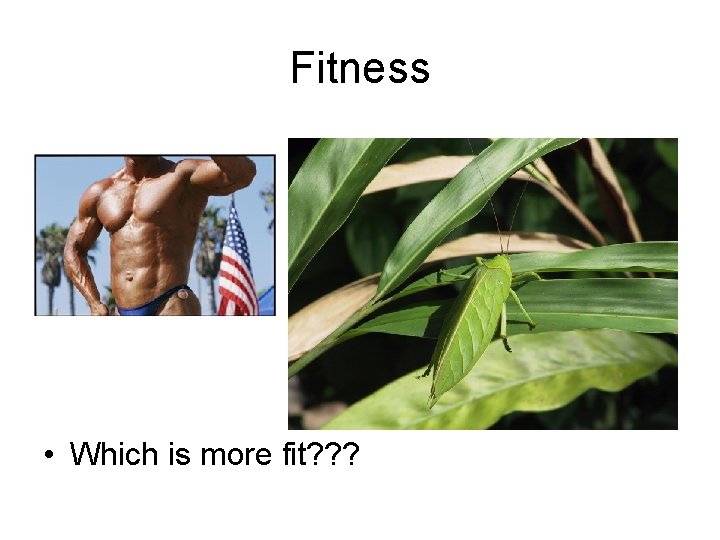 Fitness • Which is more fit? ? ? 