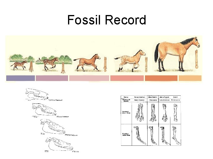 Fossil Record Fossil Record
