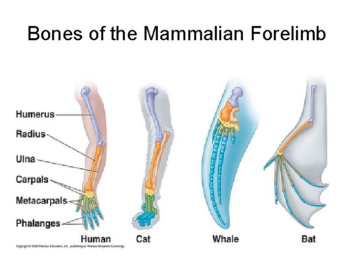 Bones of the Mammalian Forelimb 