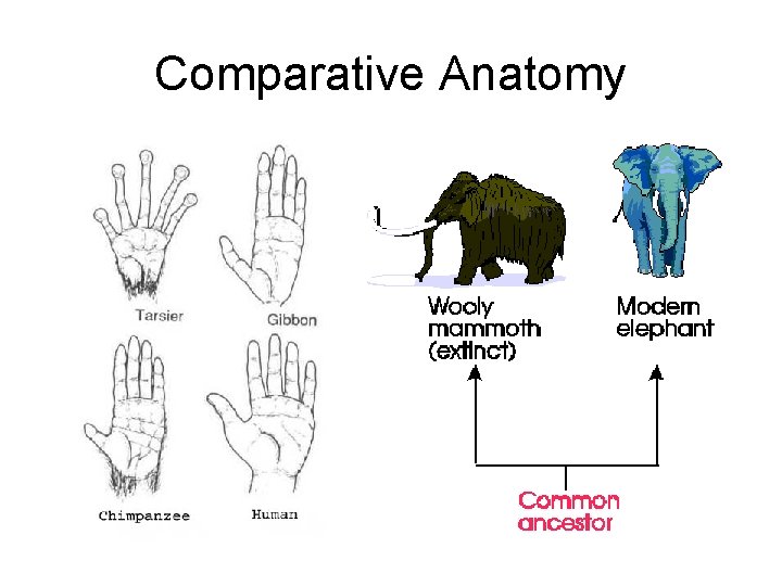 Comparative Anatomy 