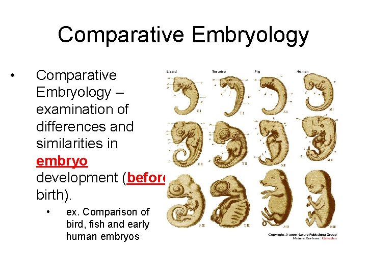 Comparative Embryology • Comparative Embryology – examination of differences and similarities in embryo development Comparative Embryology • Comparative Embryology – examination of differences and similarities in embryo development