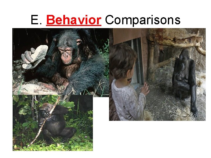 E. Behavior Comparisons 