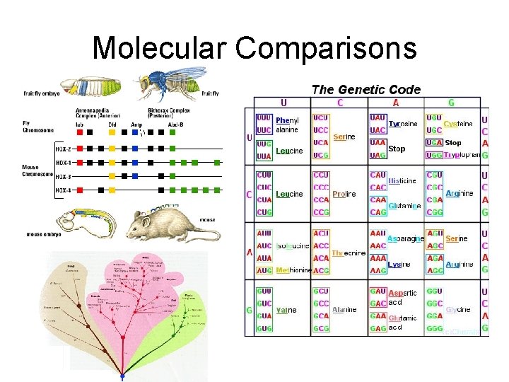 Molecular Comparisons 