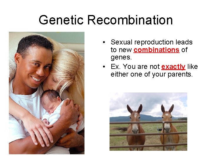 Genetic Recombination • Sexual reproduction leads to new combinations of genes. • Ex. You