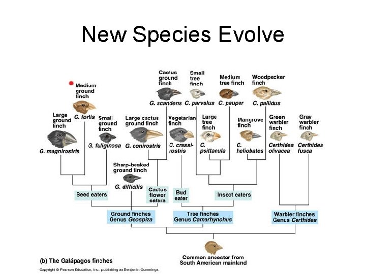 New Species Evolve 