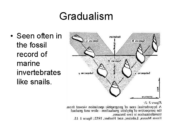 Gradualism • Seen often in the fossil record of marine invertebrates like snails. 