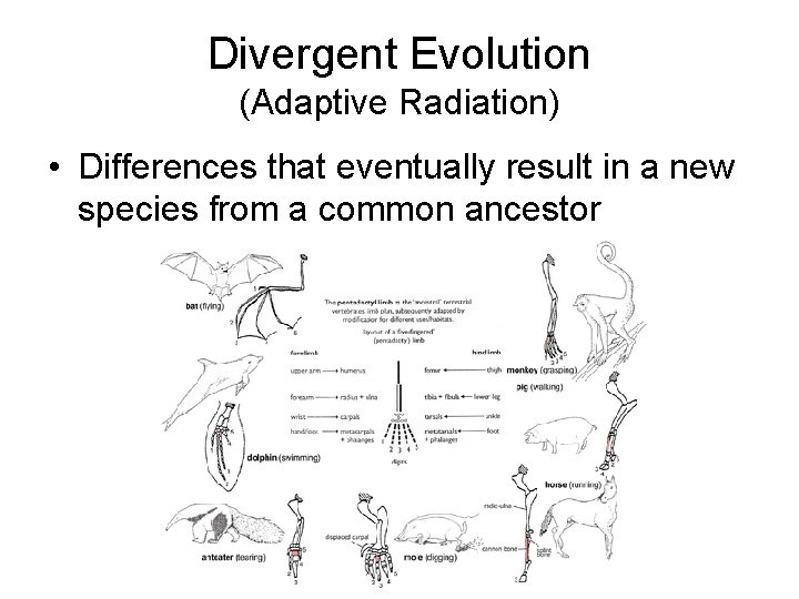 Divergent Evolution (Adaptive Radiation) • Differences that eventually result in a new species from