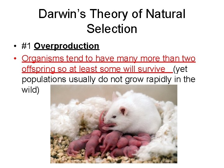 Darwin’s Theory of Natural Selection • #1 Overproduction • Organisms tend to have many Darwin’s Theory of Natural Selection • #1 Overproduction • Organisms tend to have many