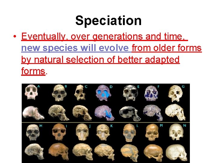 Speciation • Eventually, over generations and time, new species will evolve from older forms Speciation • Eventually, over generations and time, new species will evolve from older forms