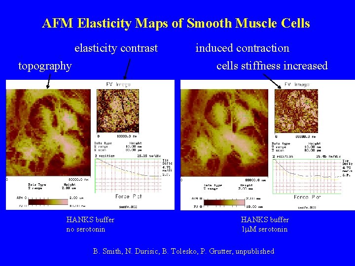 AFM Elasticity Maps of Smooth Muscle Cells elasticity contrast topography HANKS buffer no serotonin