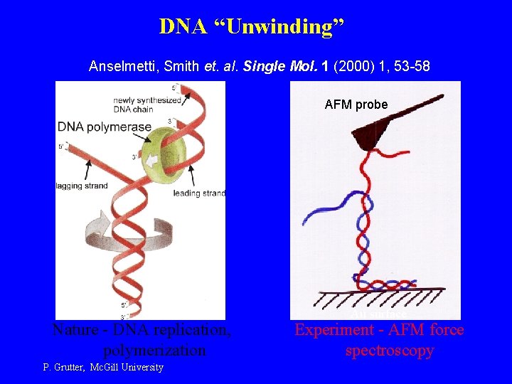 DNA “Unwinding” Anselmetti, Smith et. al. Single Mol. 1 (2000) 1, 53 -58 AFM