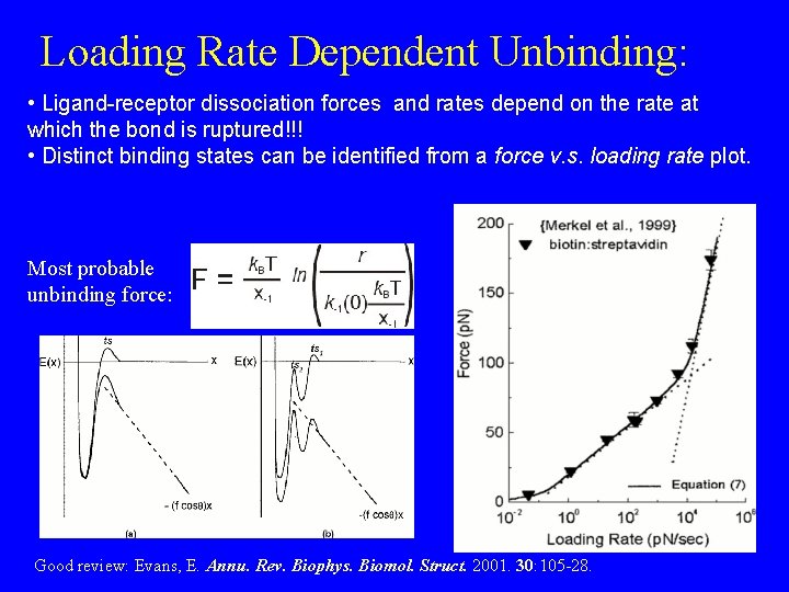 Loading Rate Dependent Unbinding: • Ligand-receptor dissociation forces and rates depend on the rate