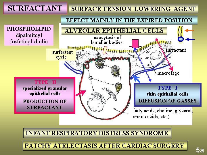 SURFACTANT SURFACE TENSION LOWERING AGENT EFFECT MAINLY IN THE EXPIRED POSITION PHOSPHOLIPID dipalmitoyl fosfatidyl