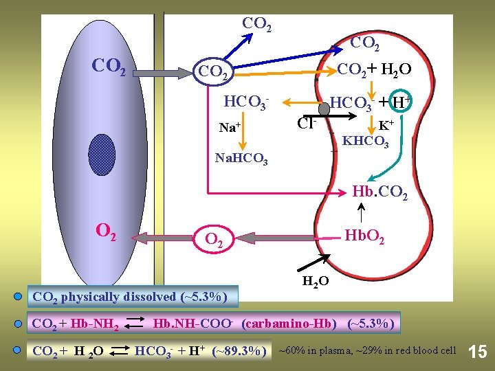 CO 2 CO 2+ H 2 O CO 2 HCO 3 Na+ Cl- Na.