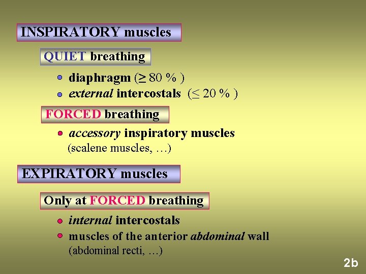 INSPIRATORY muscles QUIET breathing diaphragm (≥ 80 % ) external intercostals (≤ 20 %