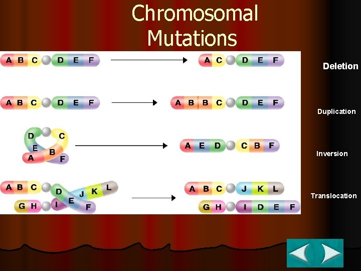 Chromosomal Mutations Deletion Duplication Inversion Translocation 