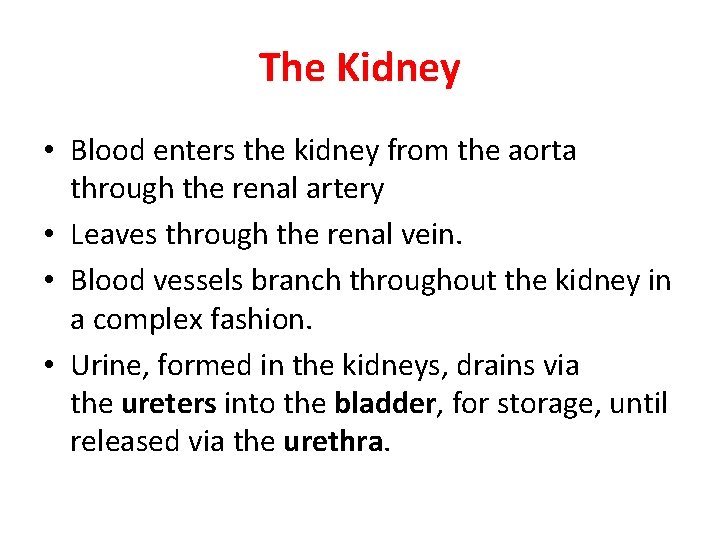 The Kidney • Blood enters the kidney from the aorta through the renal artery The Kidney • Blood enters the kidney from the aorta through the renal artery