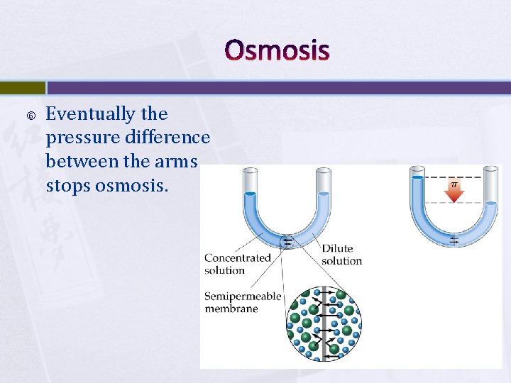 Osmosis Eventually the pressure difference between the arms stops osmosis. 