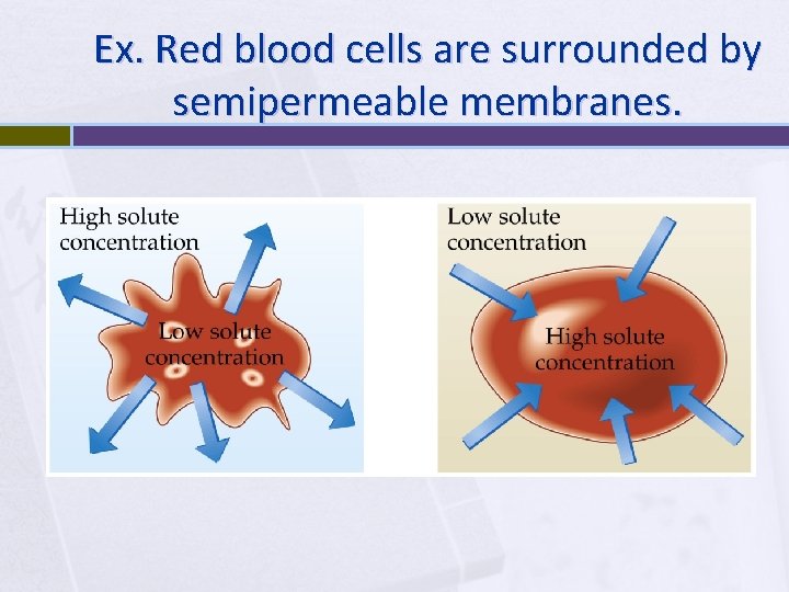 Ex. Red blood cells are surrounded by semipermeable membranes. 