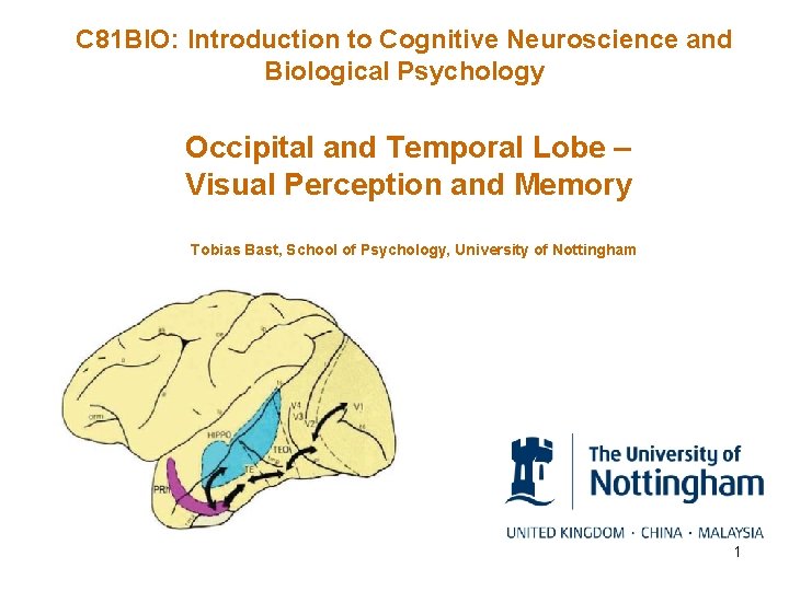 C 81 BIO: Introduction to Cognitive Neuroscience and Biological Psychology Occipital and Temporal Lobe