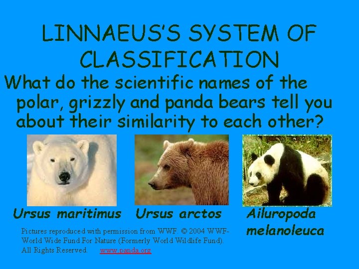 LINNAEUS’S SYSTEM OF CLASSIFICATION What do the scientific names of the polar, grizzly and