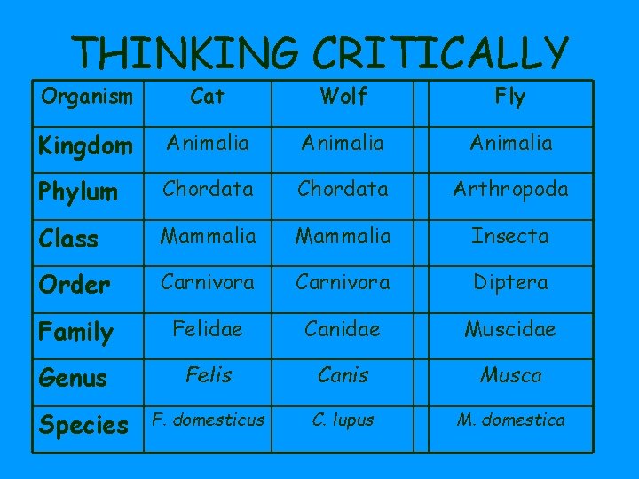 THINKING CRITICALLY Organism Cat Wolf Fly Kingdom Animalia Phylum Chordata Arthropoda Class Mammalia Insecta