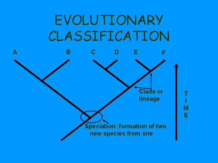 EVOLUTIONARY CLASSIFICATION A B C D E F Clade or lineage Speciation: formation of