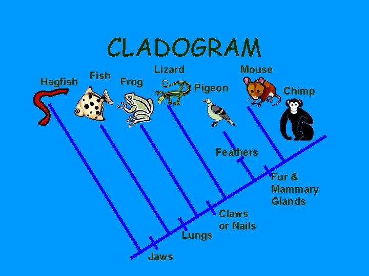 CLADOGRAM Hagfish Fish Lizard Frog Mouse Pigeon Chimp Feathers Fur & Mammary Glands Lungs