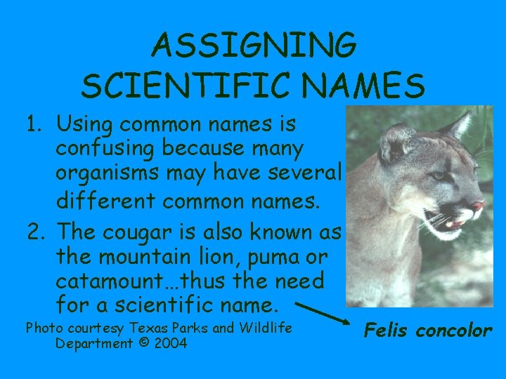 ASSIGNING SCIENTIFIC NAMES 1. Using common names is confusing because many organisms may have