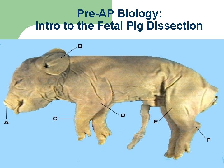 Pre-AP Biology: Intro to the Fetal Pig Dissection 