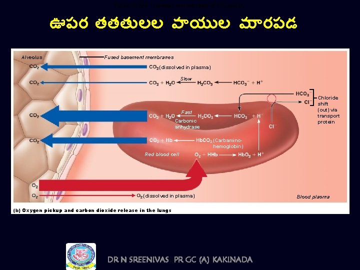 Figure 22. 22 b Transport and exchange of CO 2 and O 2. ఊపర