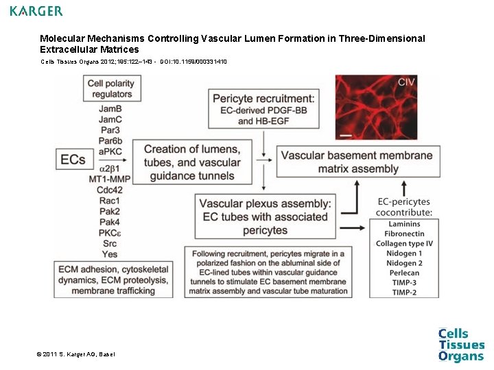 Molecular Mechanisms Controlling Vascular Lumen Formation in Three-Dimensional Extracellular Matrices Cells Tissues Organs 2012; Molecular Mechanisms Controlling Vascular Lumen Formation in Three-Dimensional Extracellular Matrices Cells Tissues Organs 2012;