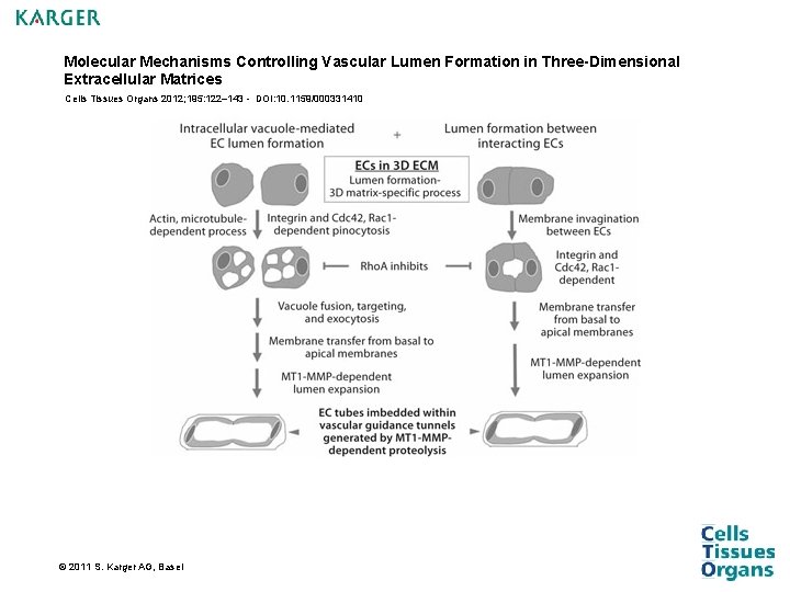 Molecular Mechanisms Controlling Vascular Lumen Formation in Three-Dimensional Extracellular Matrices Cells Tissues Organs 2012; Molecular Mechanisms Controlling Vascular Lumen Formation in Three-Dimensional Extracellular Matrices Cells Tissues Organs 2012;