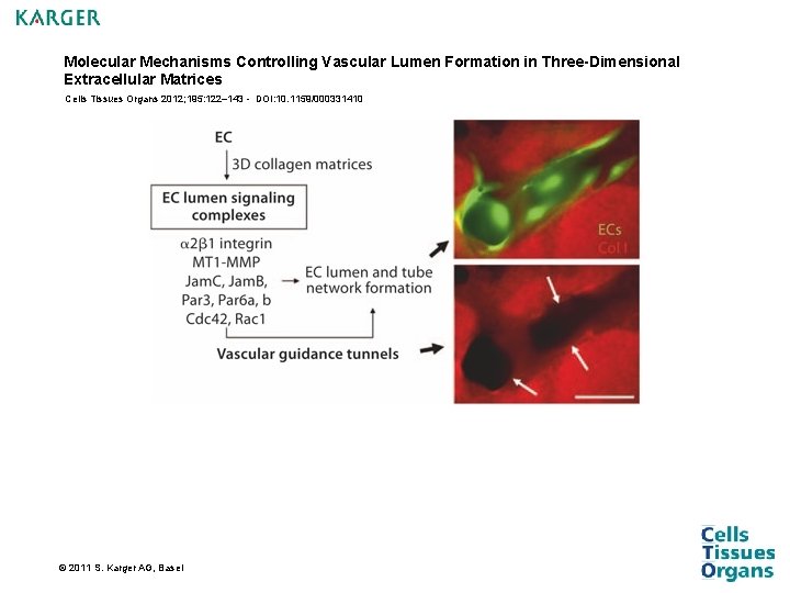 Molecular Mechanisms Controlling Vascular Lumen Formation in Three-Dimensional Extracellular Matrices Cells Tissues Organs 2012; Molecular Mechanisms Controlling Vascular Lumen Formation in Three-Dimensional Extracellular Matrices Cells Tissues Organs 2012;