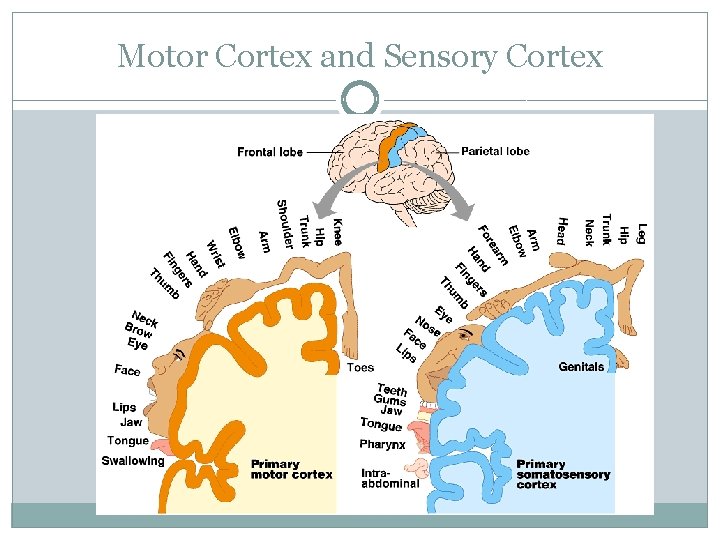 Motor Cortex and Sensory Cortex 
