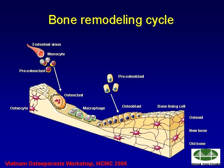 Bone remodeling cycle Endosteal sinus Monocyte Pre-osteoclast Pre-osteoblast Osteocyte Macrophage Osteoblast Bone-lining cell Osteoid