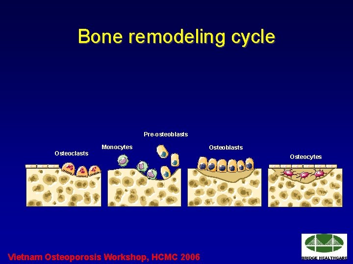 Bone remodeling cycle Pre-osteoblasts Osteoclasts Monocytes Vietnam Osteoporosis Workshop, HCMC 2006 Osteoblasts Osteocytes 